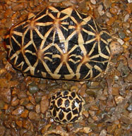 4-year-old Star (above) next to a recently hatched baby (below), both bred by myself.  Photo taken 8th January 2010.