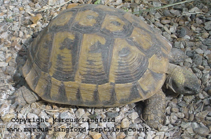 Adult Hermann's Tortoise