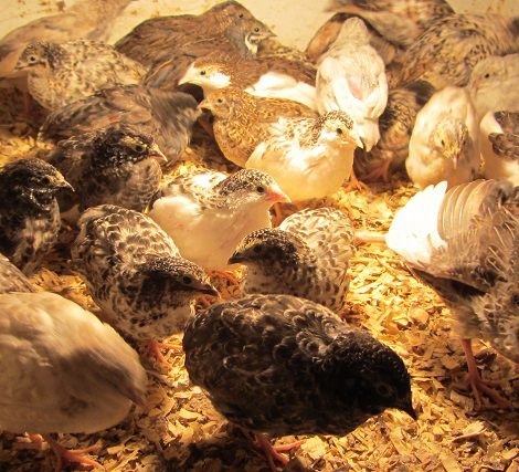 Chinese Painted Quail come in a wide variety of colours.  They feed on a varied diet and are particularly useful in an aviary by eating seeds dropped by other birds and preventing this going to waste.  They can also be kept on their own in an aviary or indoors.  Marcus has Chinese Painted Quail of various colours available to buy all year round.